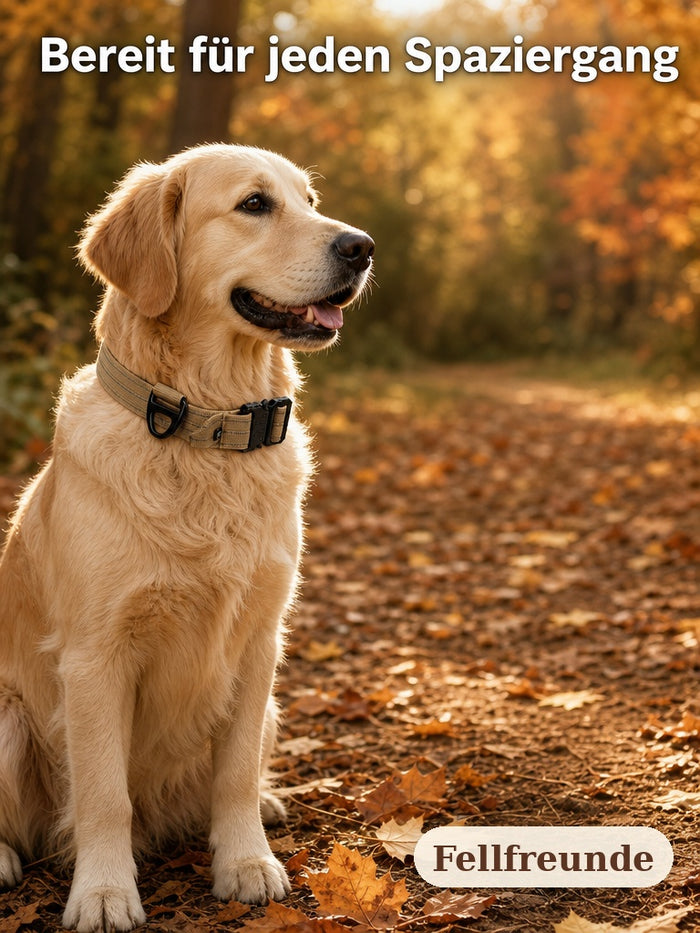 Golden Retriever mit sandfarbenem Hundehalsband auf einem herbstlichen Waldweg