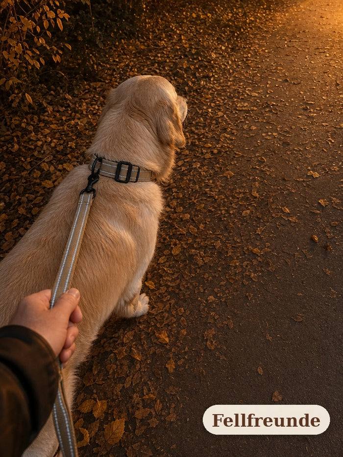 Abendspaziergang mit Hund am Hundehalsband mit reflektierenden Streifen