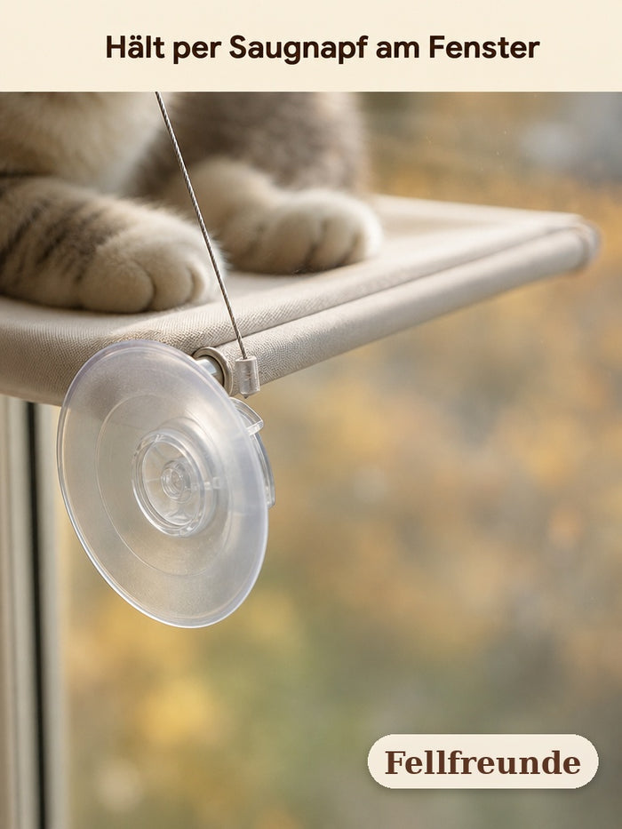 Nahaufnahme: Saugnapf der Katzen-Fensterliege am Fensterglas
