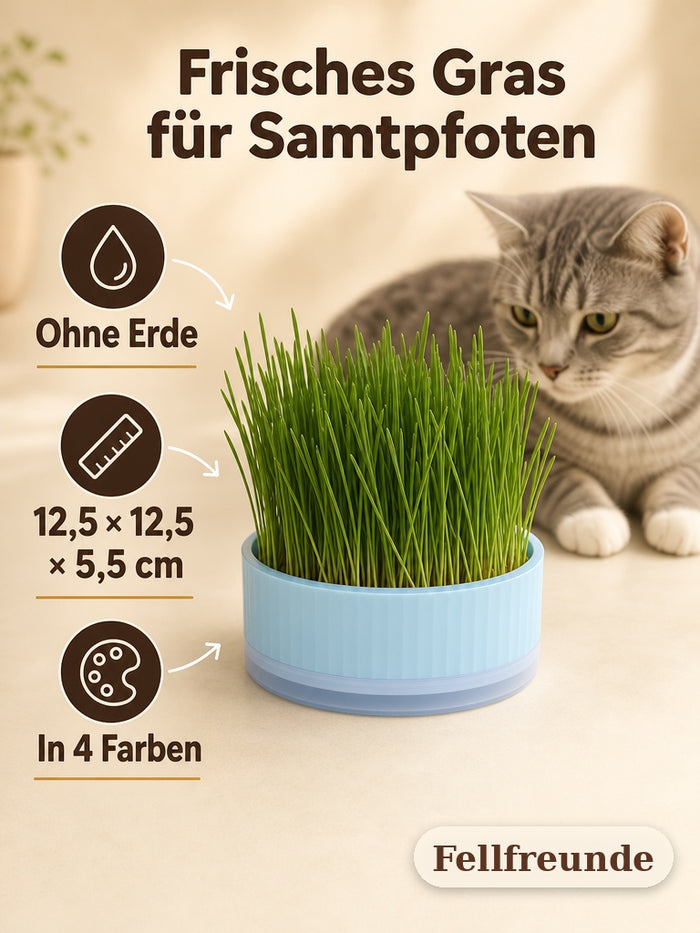 Anzuchtschale für Katzengras: ohne Erde, 12,5 × 12,5 × 5,5 cm, in 4 Farben
