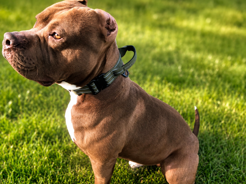 Hund mit reflektierendem Halsband