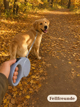 Rollleine für Hunde – automatische Hundeleine Bild 5