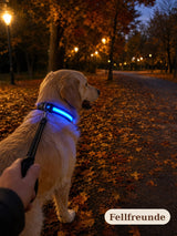 LED-Hundehalsband mit Leuchtstreifen und reflektierenden Nähten Bild 5
