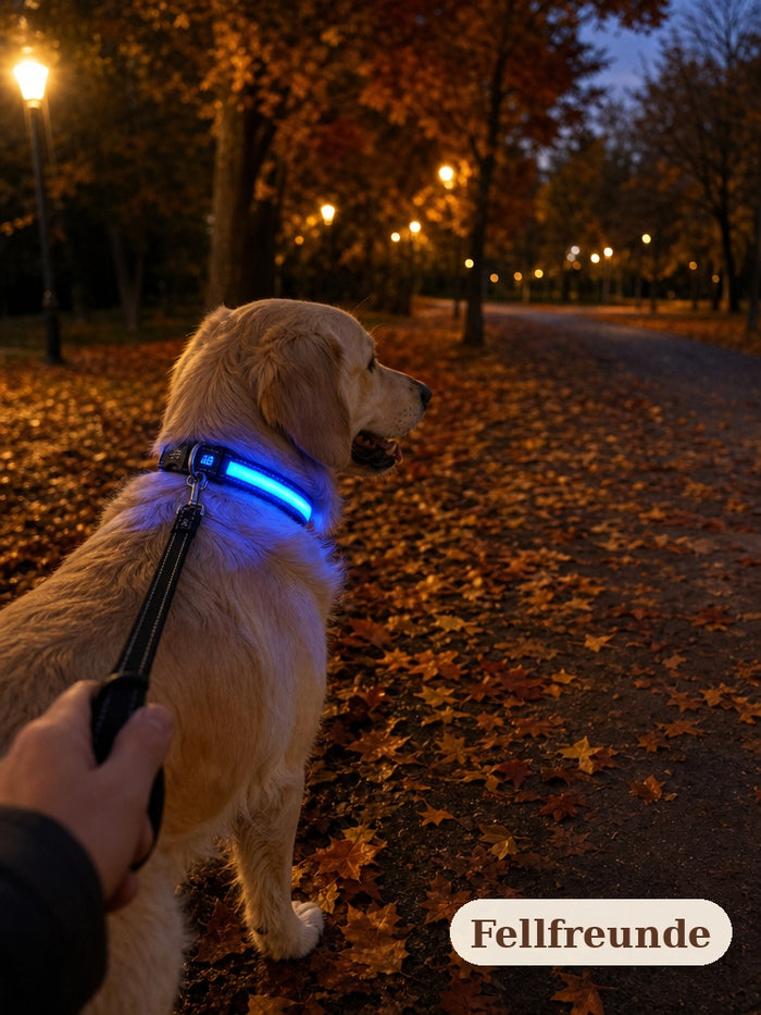Abendspaziergang an der Leine: Hund mit blau leuchtendem LED-Halsband auf einem Herbstweg