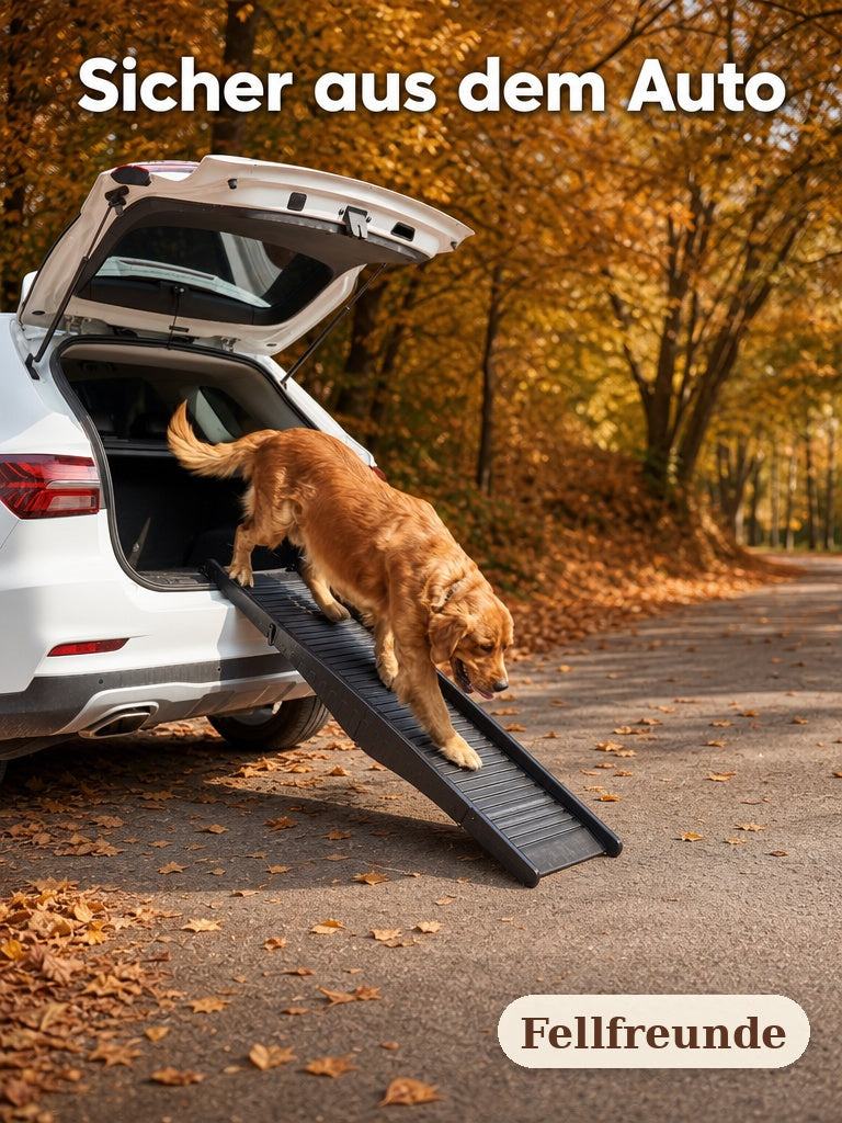 Golden Retriever läuft die Hunderampe aus dem Kofferraum hinunter (3)