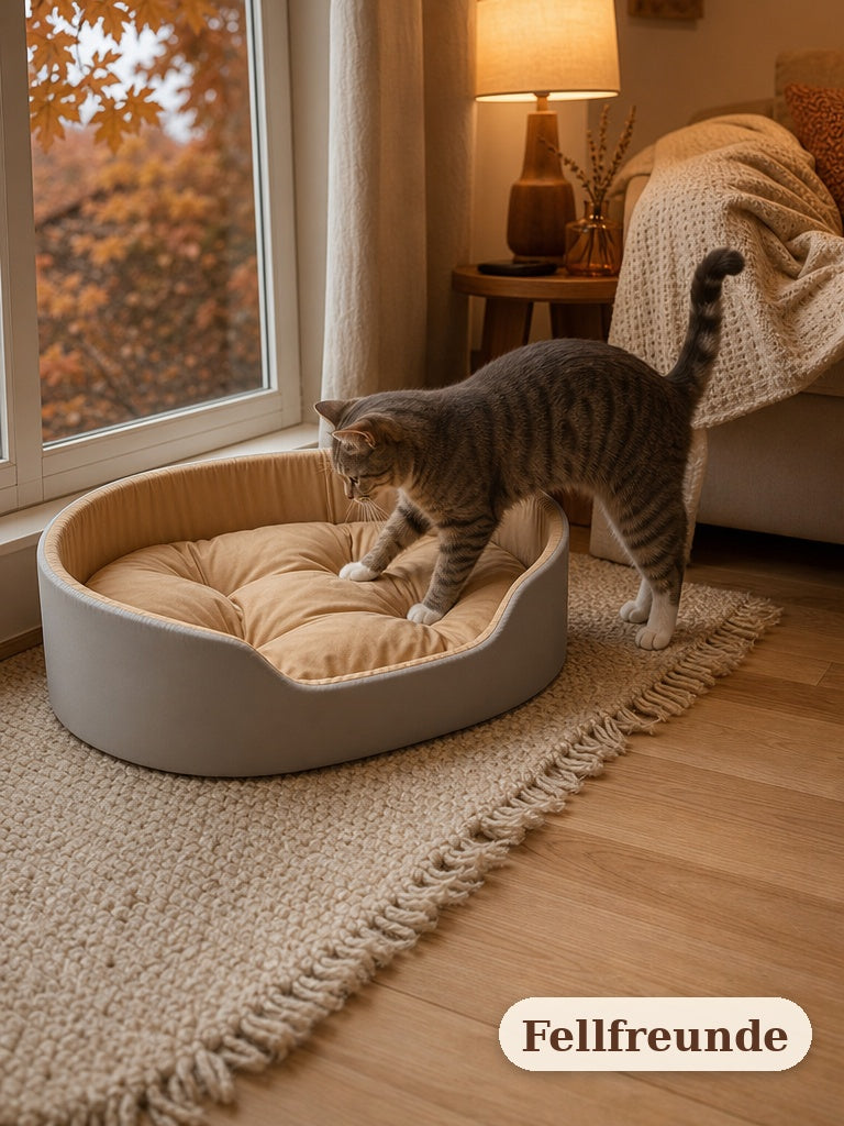 Katze steigt am Fenster in das Haustierbett (5)
