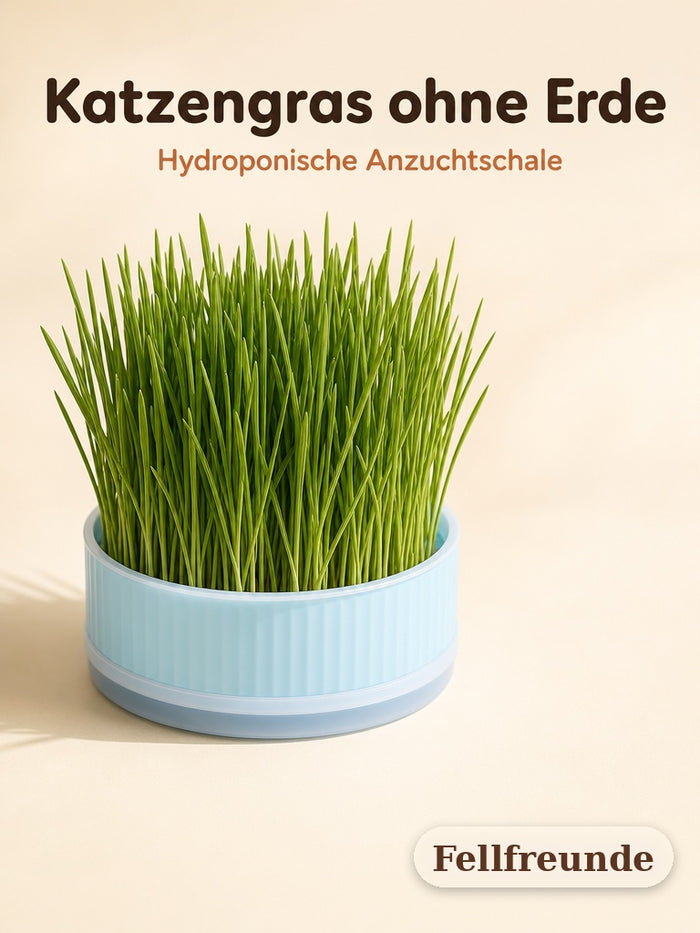 Katzengras ohne Erde: hydroponische Anzuchtschale in Blau mit frischem Katzengras