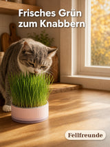Katzengras Anzuchtschale hydroponisch – Katzengras ohne Erde ziehen Bild 3