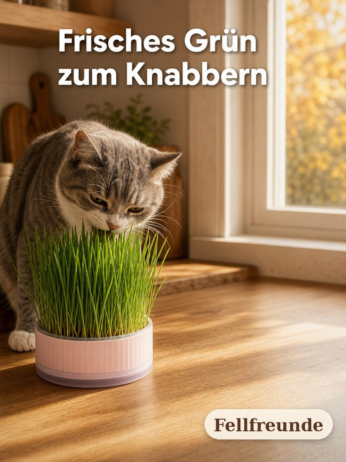 Katze knabbert frisches Katzengras aus der rosa Anzuchtschale