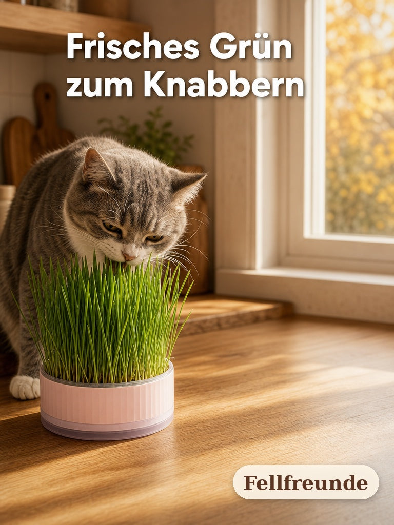 Katze knabbert frisches Katzengras aus der rosa Anzuchtschale (3)