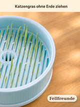 Katzengras Anzuchtschale hydroponisch – Katzengras ohne Erde ziehen Bild 4