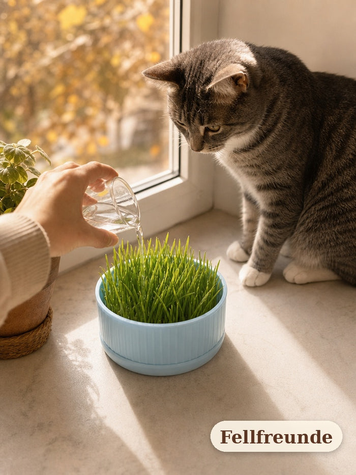 Katzengras wird auf der Fensterbank gegossen, die Katze schaut zu