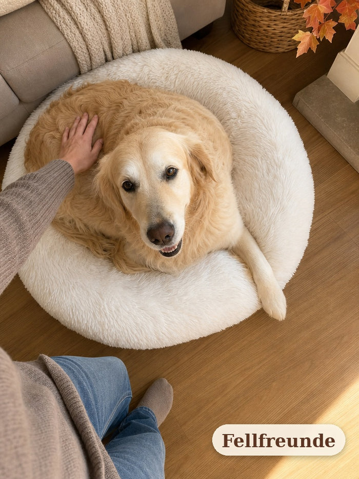 Golden Retriever liegt entspannt im Plüsch-Hundebett, Blick von oben