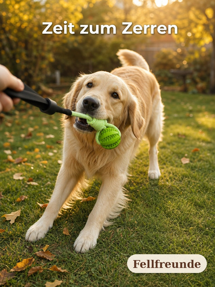 Golden Retriever zerrt im Herbstgarten am Zerrseil mit Ball